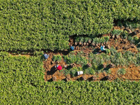 Farmers harvest ginger in a ginger field in Yantai, China, on October 28, 2024. (