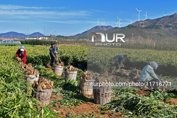 Farmers harvest ginger in a ginger field in Yantai, China, on October 28, 2024. 