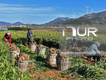 Farmers harvest ginger in a ginger field in Yantai, China, on October 28, 2024. (