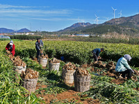 Farmers harvest ginger in a ginger field in Yantai, China, on October 28, 2024. (