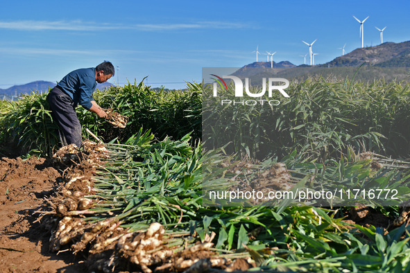 Farmers harvest ginger in a ginger field in Yantai, China, on October 28, 2024. 