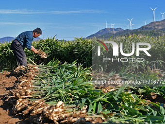 Farmers harvest ginger in a ginger field in Yantai, China, on October 28, 2024. (