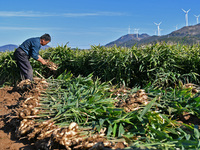 Farmers harvest ginger in a ginger field in Yantai, China, on October 28, 2024. (