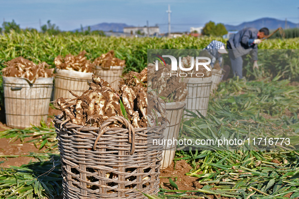 Farmers harvest ginger in a ginger field in Yantai, China, on October 28, 2024. 