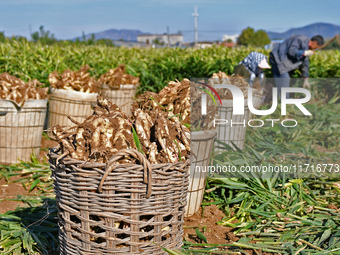 Farmers harvest ginger in a ginger field in Yantai, China, on October 28, 2024. (