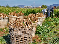 Farmers harvest ginger in a ginger field in Yantai, China, on October 28, 2024. (