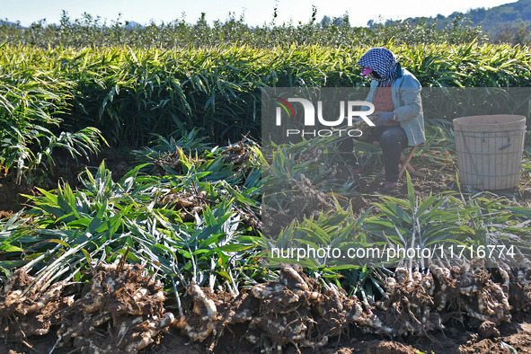 Farmers harvest ginger in a ginger field in Yantai, China, on October 28, 2024. 