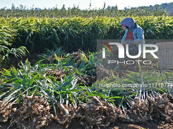 Farmers harvest ginger in a ginger field in Yantai, China, on October 28, 2024. (