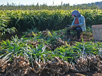 Farmers harvest ginger in a ginger field in Yantai, China, on October 28, 2024. (