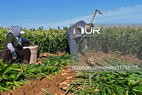 Farmers harvest ginger in a ginger field in Yantai, China, on October 28, 2024. 