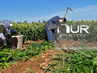 Farmers harvest ginger in a ginger field in Yantai, China, on October 28, 2024. (