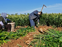 Farmers harvest ginger in a ginger field in Yantai, China, on October 28, 2024. (