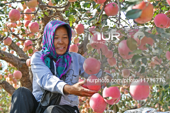 A fruit farmer picks apples at an orchard in Yantai, China, on October 28, 2024. 