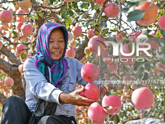 A fruit farmer picks apples at an orchard in Yantai, China, on October 28, 2024. (