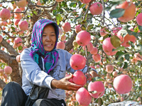 A fruit farmer picks apples at an orchard in Yantai, China, on October 28, 2024. (