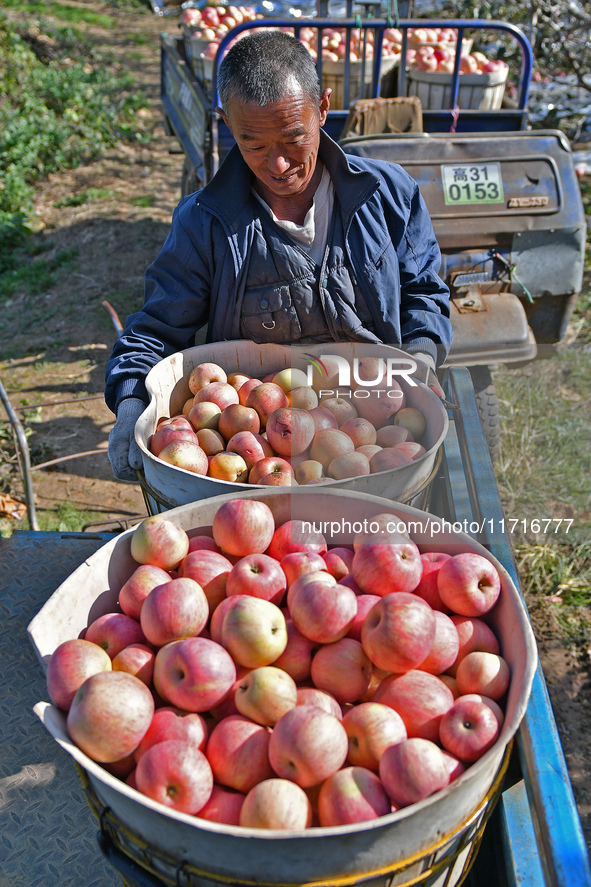 A fruit farmer loads picked apples into a cart in Yantai, China, on October 28, 2024. 