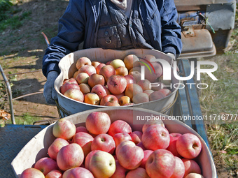 A fruit farmer loads picked apples into a cart in Yantai, China, on October 28, 2024. (