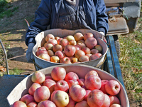 A fruit farmer loads picked apples into a cart in Yantai, China, on October 28, 2024. (