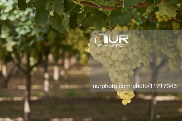 A photo shows a ripe Italia grape cluster, a prized table grape variety known for its sweetness and appeal in international markets, in the...