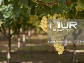 A photo shows a ripe Italia grape cluster, a prized table grape variety known for its sweetness and appeal in international markets, in the...