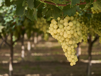 A photo shows a ripe Italia grape cluster, a prized table grape variety known for its sweetness and appeal in international markets, in the...