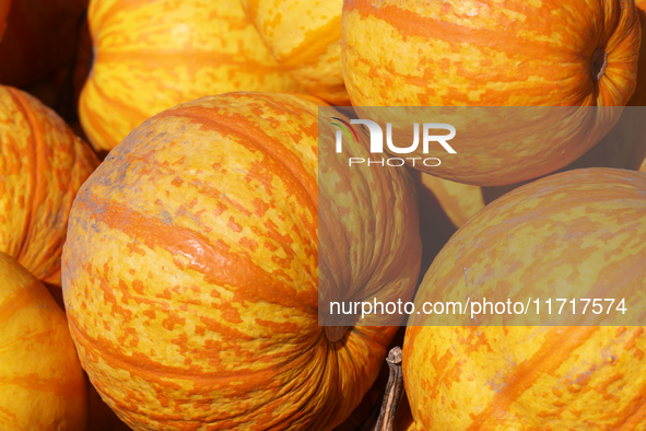 'Fireball' pumpkins are at a farm during the autumn season in Markham, Ontario, Canada, on September 30, 2024. 