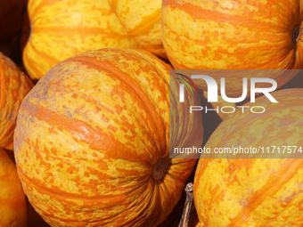 'Fireball' pumpkins are at a farm during the autumn season in Markham, Ontario, Canada, on September 30, 2024. (