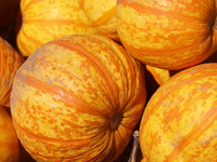 'Fireball' pumpkins are at a farm during the autumn season in Markham, Ontario, Canada, on September 30, 2024. (