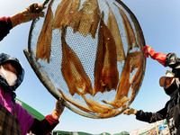 Fishermen dry fish at the fishing port of Xiliandao village in Lianyungang, China, on October 29, 2024. (