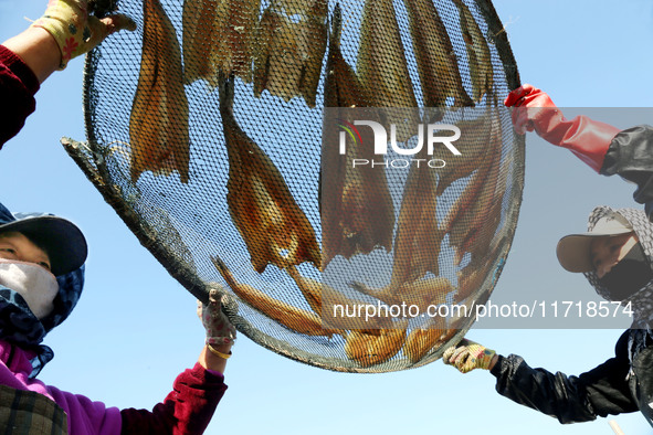 Fishermen dry fish at the fishing port of Xiliandao village in Lianyungang, China, on October 29, 2024. 