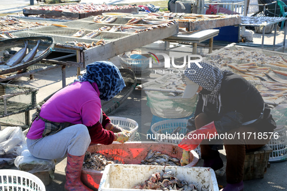 Fishermen dry fish at the fishing port of Xiliandao village in Lianyungang, China, on October 29, 2024. 