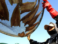 Fishermen dry fish at the fishing port of Xiliandao village in Lianyungang, China, on October 29, 2024. (