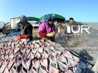 Fishermen dry fish at the fishing port of Xiliandao village in Lianyungang, China, on October 29, 2024. (