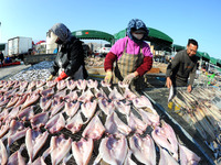 Fishermen dry fish at the fishing port of Xiliandao village in Lianyungang, China, on October 29, 2024. (