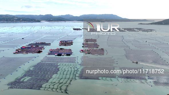 Workers drive fishing boats to work at a large yellow croaker breeding base in Baiji Bay in Ningde, China, on October 27, 2024. 