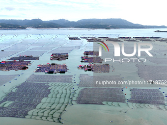 Workers drive fishing boats to work at a large yellow croaker breeding base in Baiji Bay in Ningde, China, on October 27, 2024. (