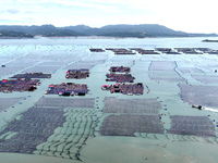 Workers drive fishing boats to work at a large yellow croaker breeding base in Baiji Bay in Ningde, China, on October 27, 2024. (