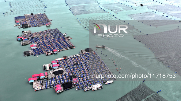 Workers drive fishing boats to work at a large yellow croaker breeding base in Baiji Bay in Ningde, China, on October 27, 2024. 