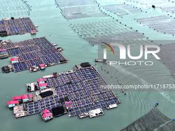 Workers drive fishing boats to work at a large yellow croaker breeding base in Baiji Bay in Ningde, China, on October 27, 2024. (