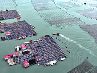 Workers drive fishing boats to work at a large yellow croaker breeding base in Baiji Bay in Ningde, China, on October 27, 2024. (