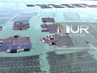 Workers drive fishing boats to work at a large yellow croaker breeding base in Baiji Bay in Ningde, China, on October 27, 2024. (