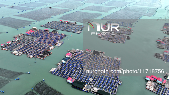 Workers drive fishing boats to work at a large yellow croaker breeding base in Baiji Bay in Ningde, China, on October 27, 2024. 