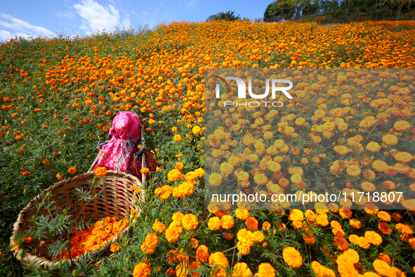 A Nepali florist plucks marigold flowers from a field on the outskirts of Kathmandu, Nepal, on October 29, 2024, with the onset of the festi...