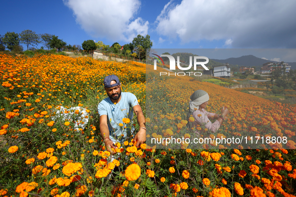 Nepali florists pluck marigold flowers from a field on the outskirts of Kathmandu, Nepal, on October 29, 2024, with the onset of the festiva...