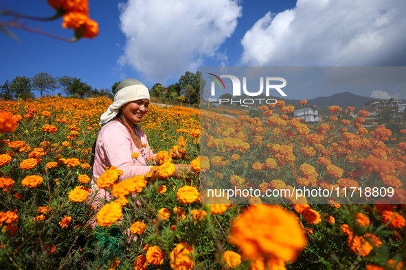 A Nepali florist plucks marigold flowers from a field on the outskirts of Kathmandu, Nepal, on October 29, 2024, with the onset of the festi...