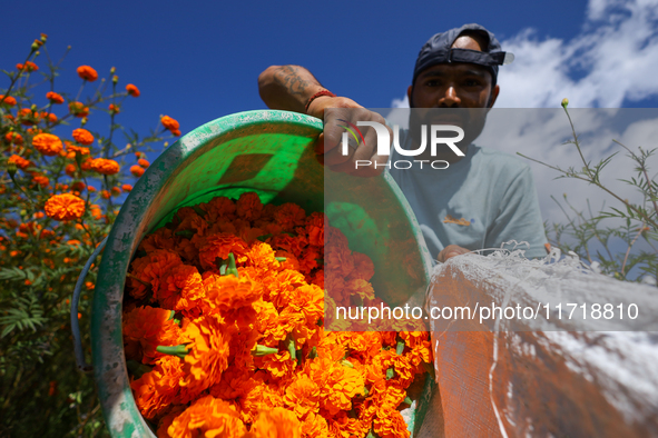 A Nepali florist loads marigold flowers from a field into a container on the outskirts of Kathmandu, Nepal, on October 29, 2024, with the on...