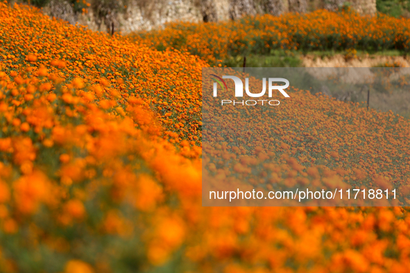 Marigold flowers bloom in a field on the outskirts of Kathmandu, Nepal, on October 29, 2024, with the onset of the festival of Tihar/Diwali....