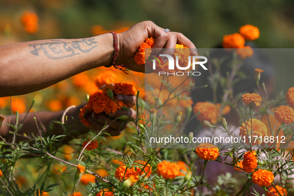 A Nepali florist plucks marigold flowers from a field on the outskirts of Kathmandu, Nepal, on October 29, 2024, with the onset of the festi...