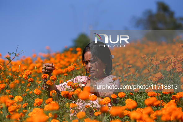 A Nepali florist plucks marigold flowers from a field on the outskirts of Kathmandu, Nepal, on October 29, 2024, with the onset of the festi...