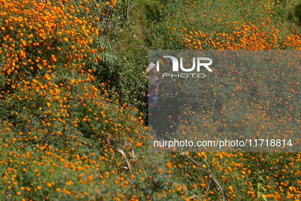 A Nepali florist plucks marigold flowers from a field on the outskirts of Kathmandu, Nepal, on October 29, 2024, with the onset of the festi...